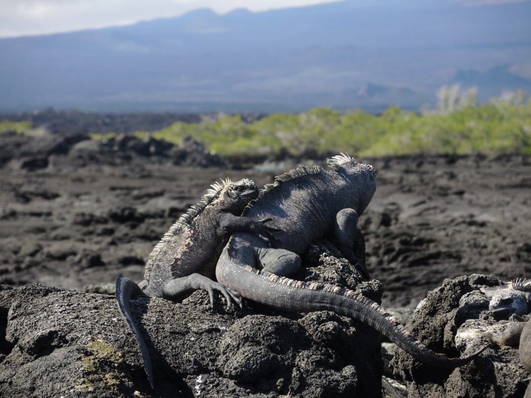 Galapagos Islands Photos