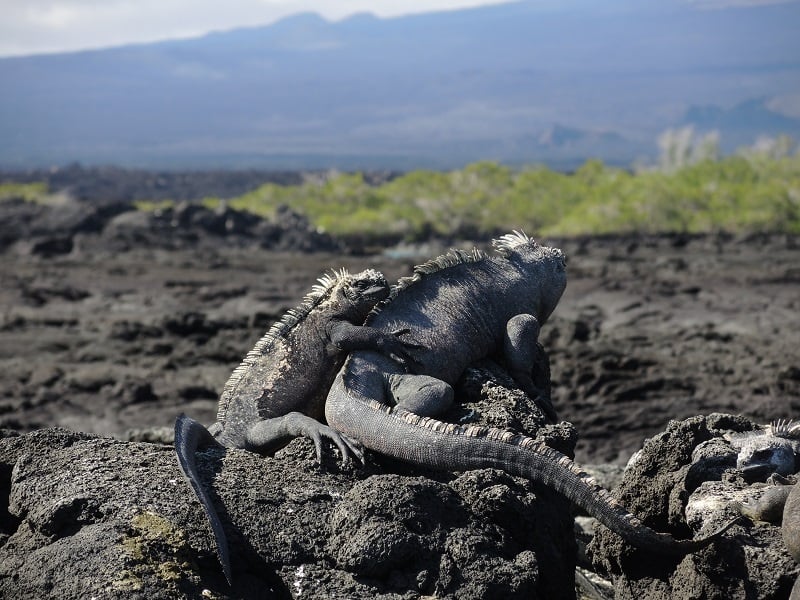 Galapagos Islands Photos
