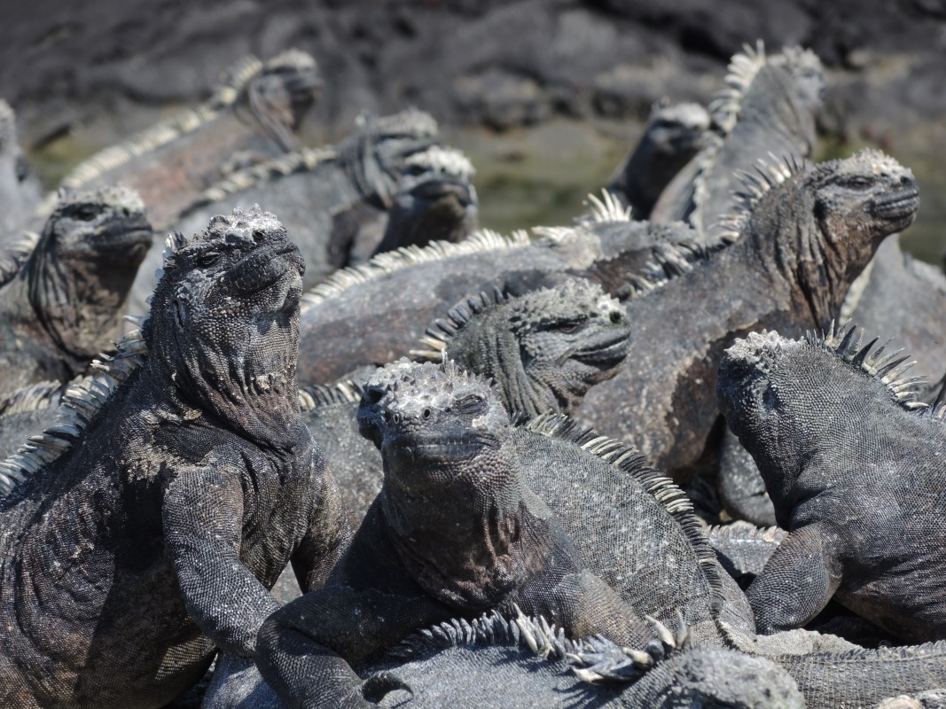 Galapagos Islands Photos