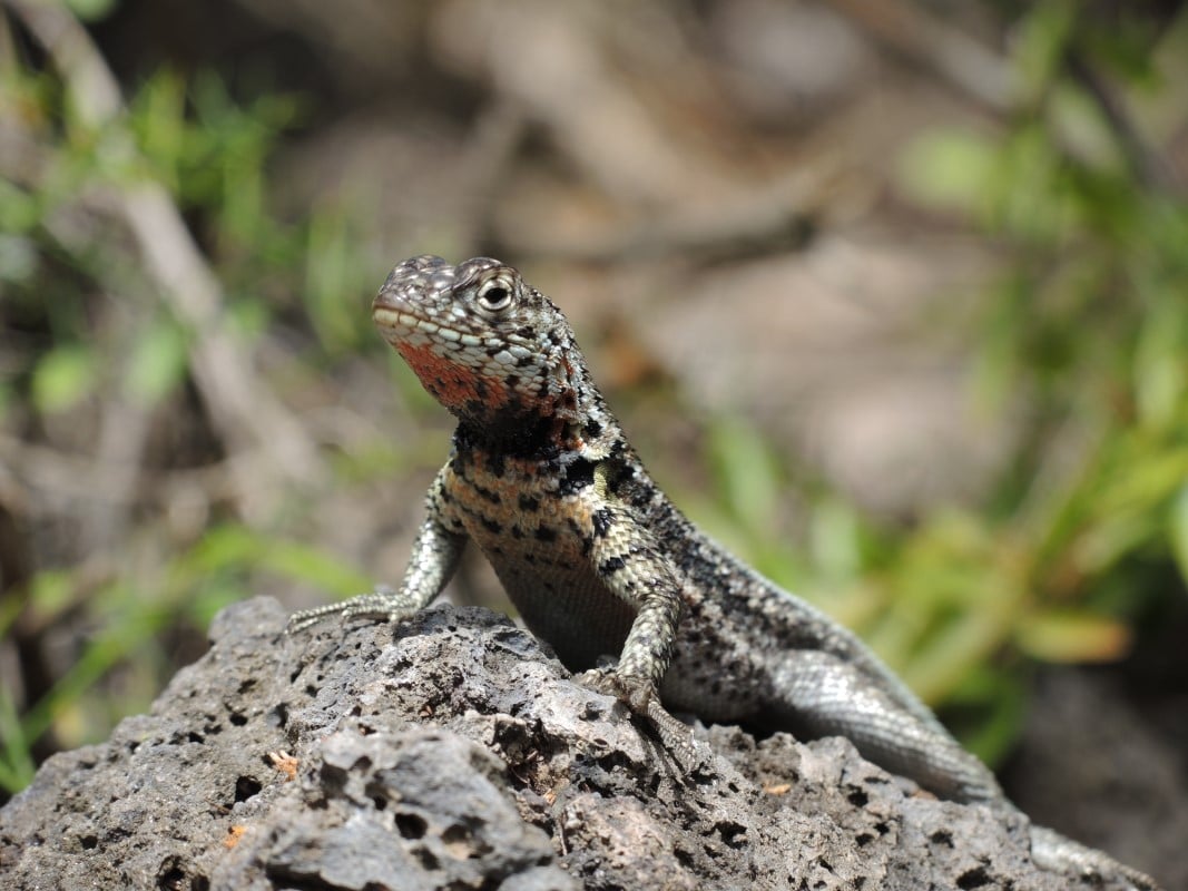 Galapagos Islands Photos