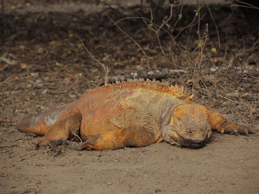 Galapagos Islands Photos