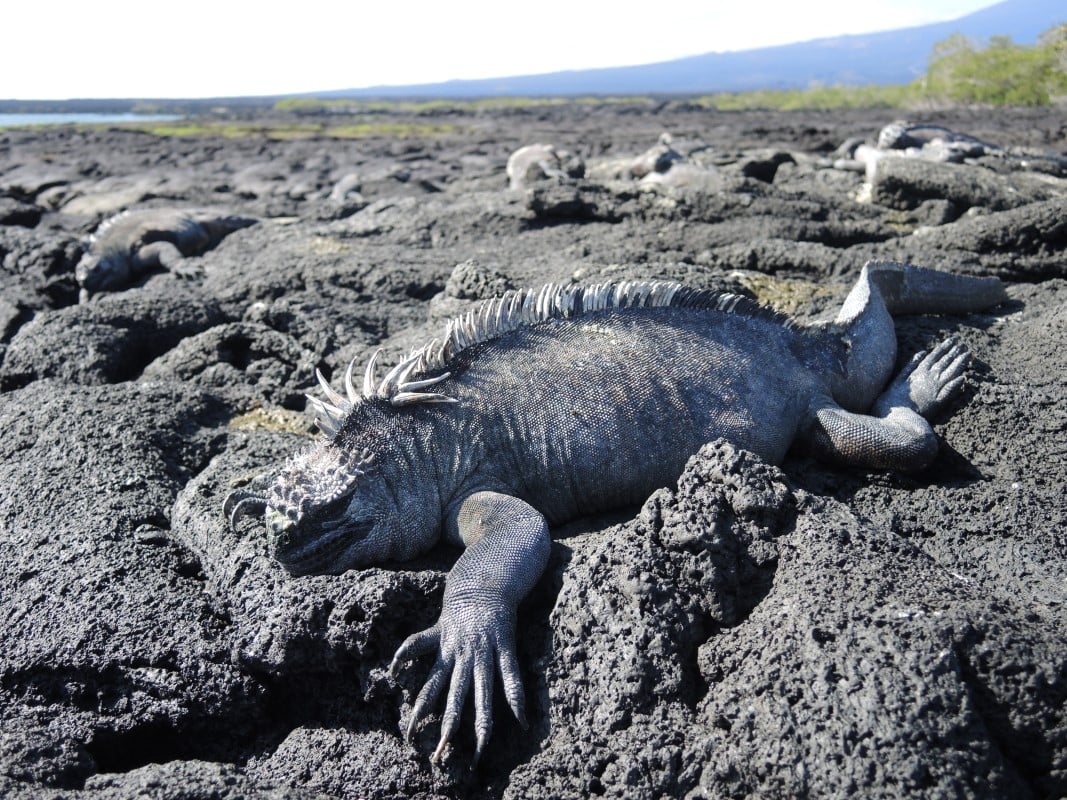 Galapagos Islands Photos