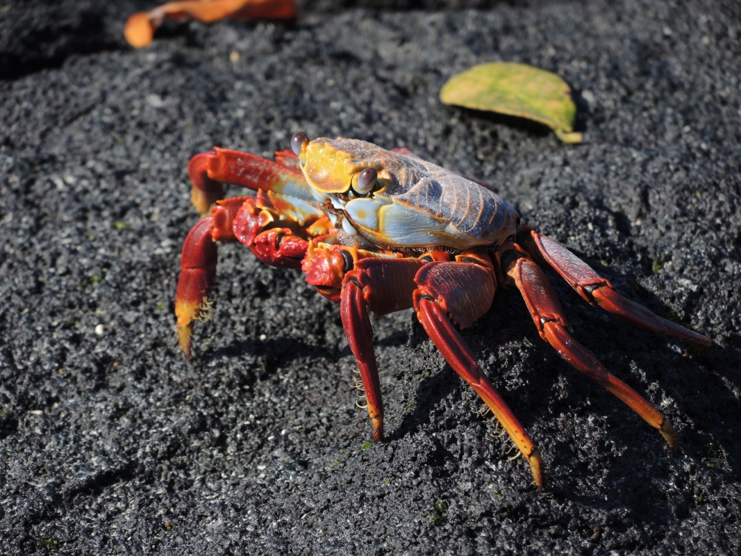 Galapagos Islands Photos