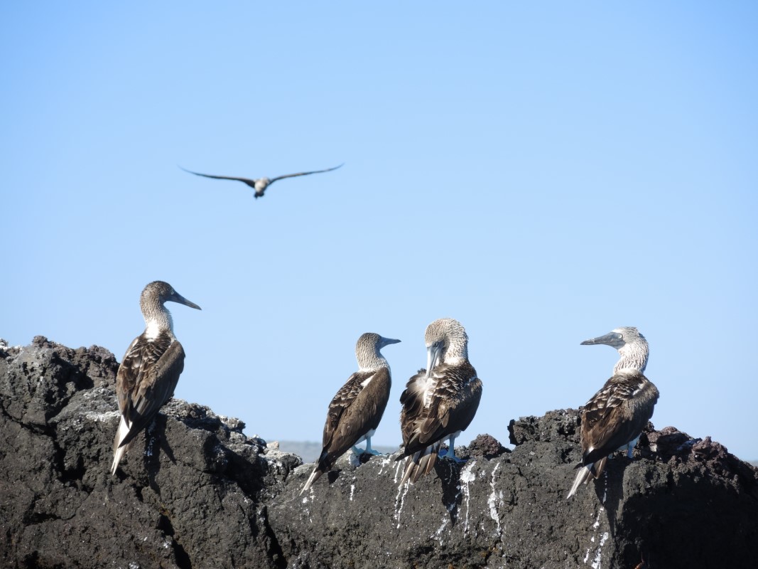 Galapagos Islands Photos