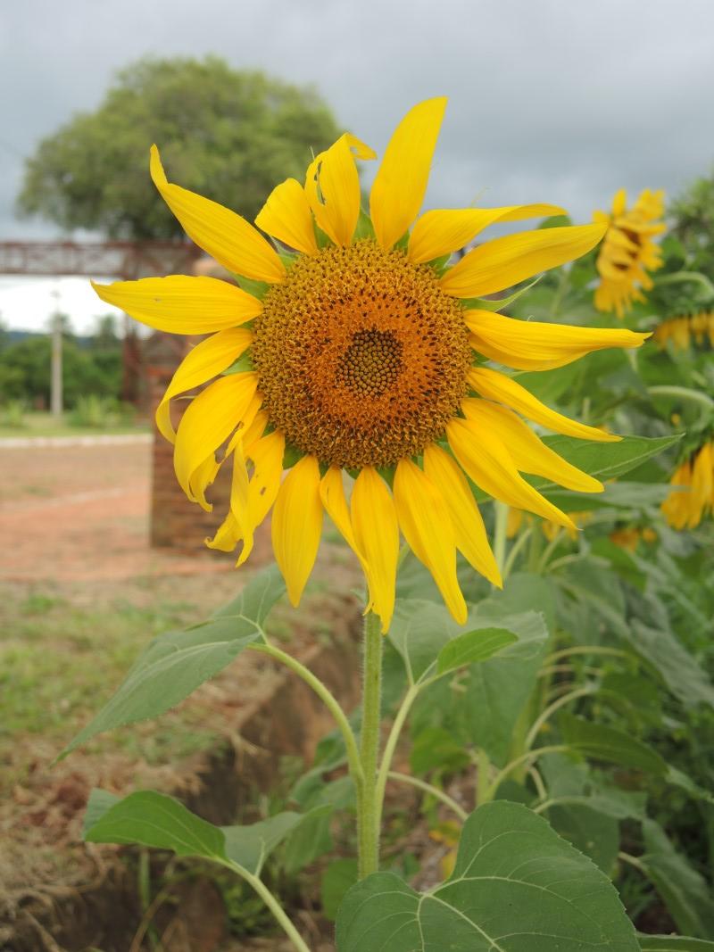 Paraguay Photos