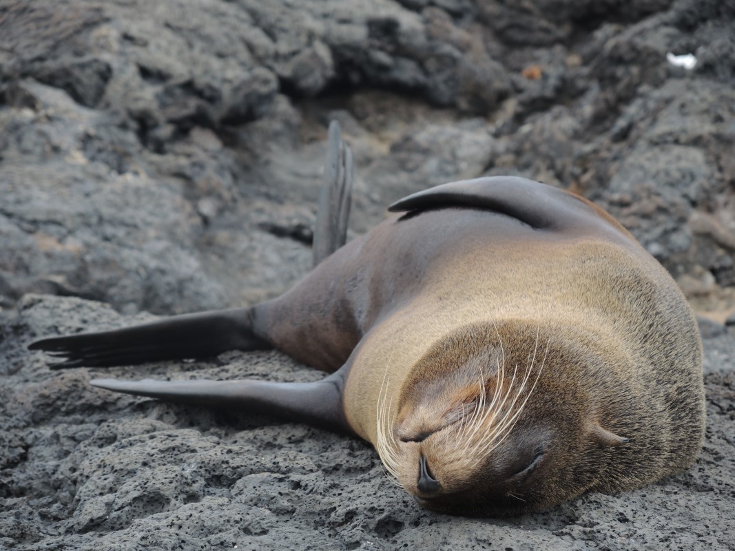 Galapagos Islands Photos