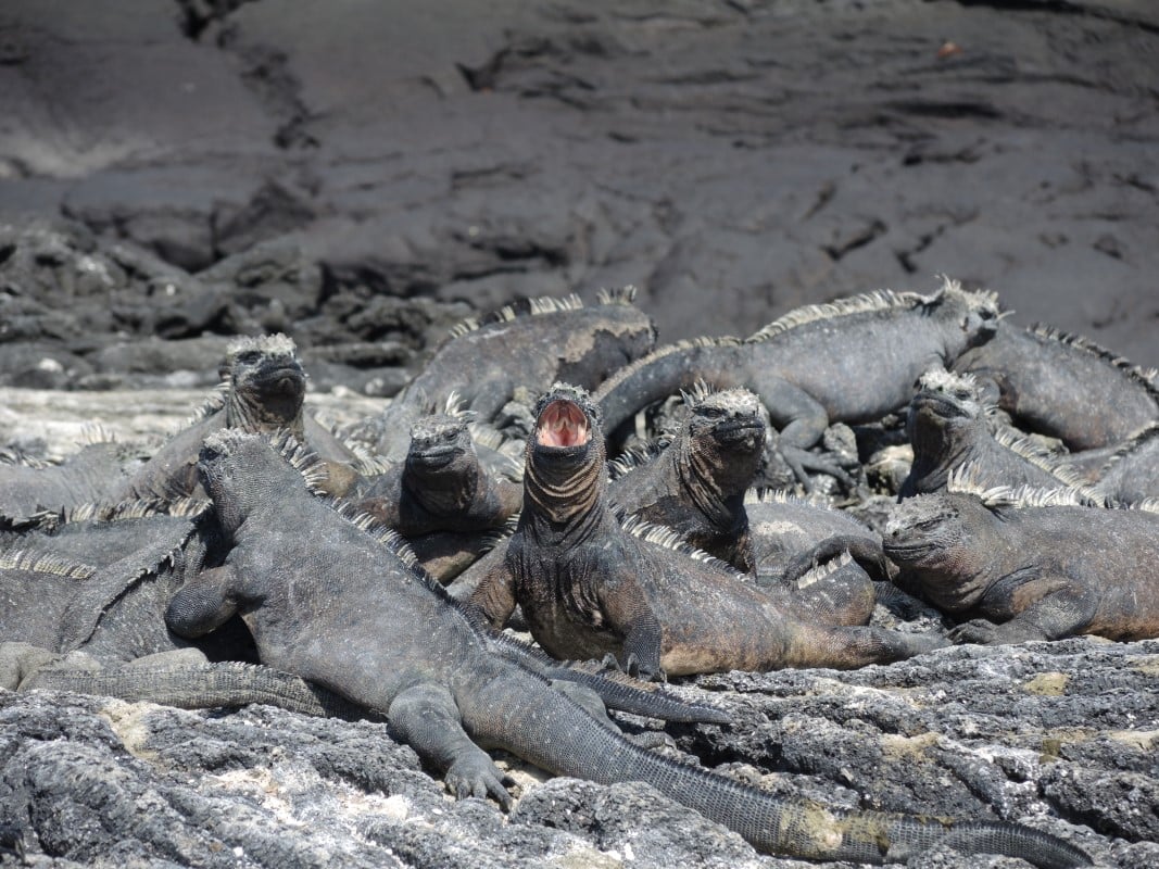 Galapagos Islands Photos